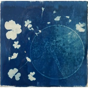 Sohaina Elia, Whispers in Blue Il, 8 x 8 Inch, Cyanotype, AC-SOEL-010